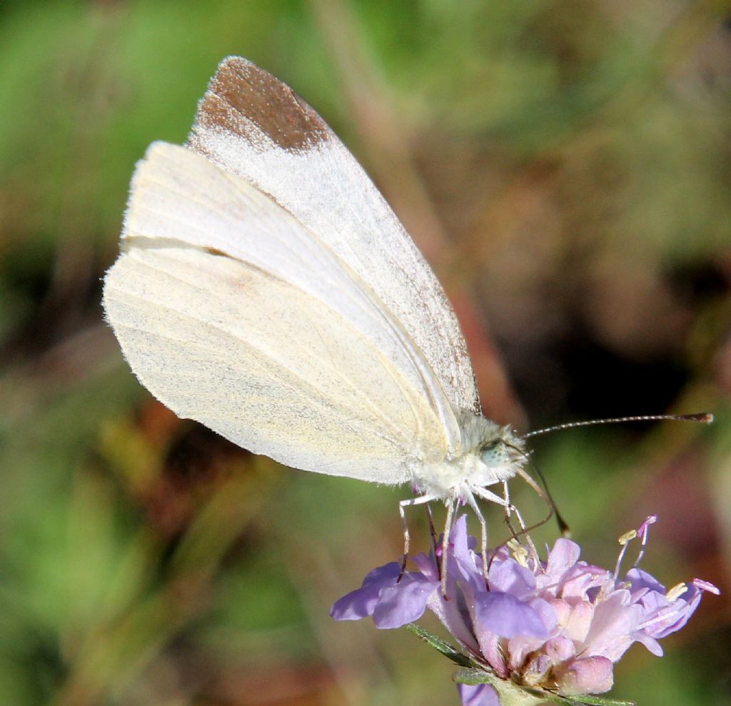 Pieris mannii?  S